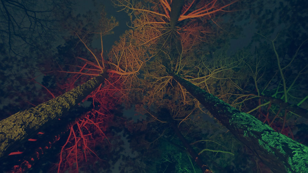 Electric Forest