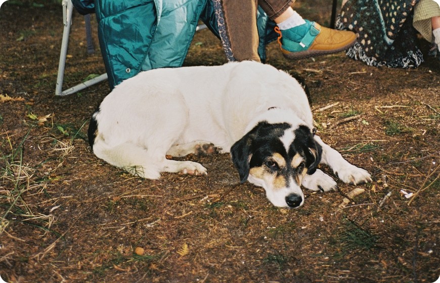 A dog lying in the grass at a campsite