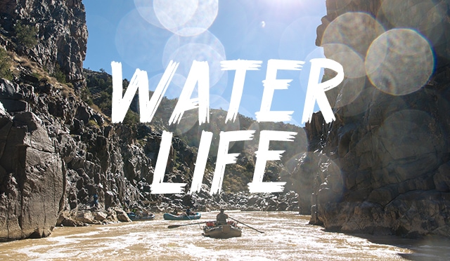 Water Life