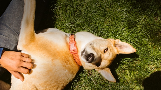 Dog wearing Chaco custom dog collar