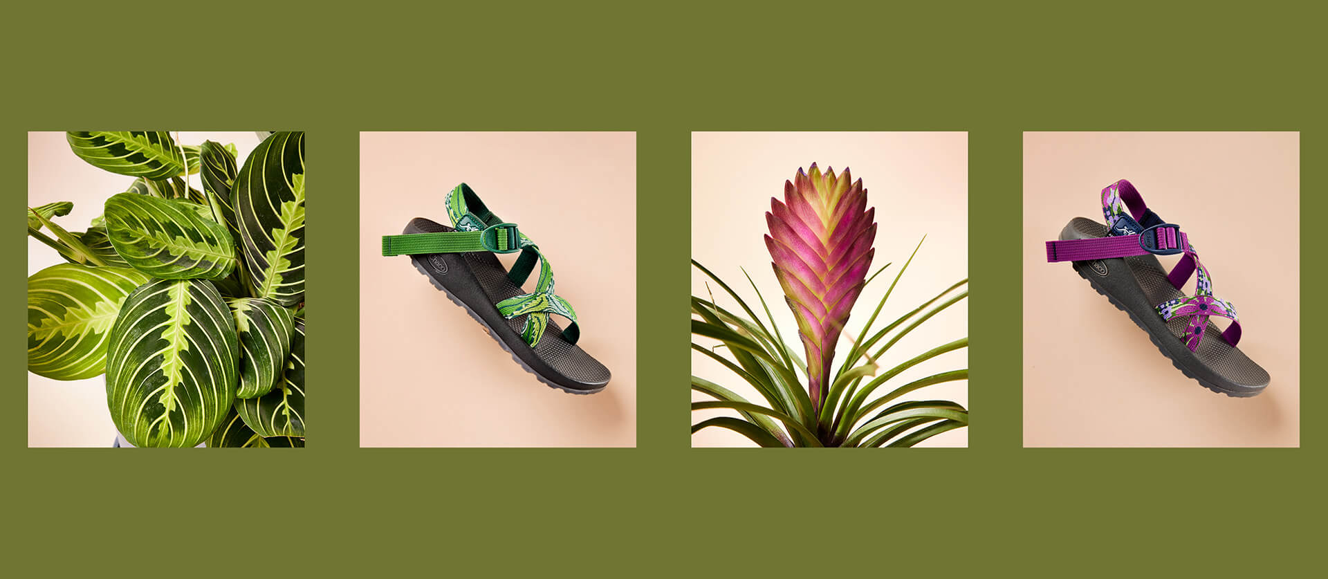 Collage of two plants and two Chaco sandals inspired by the plants.