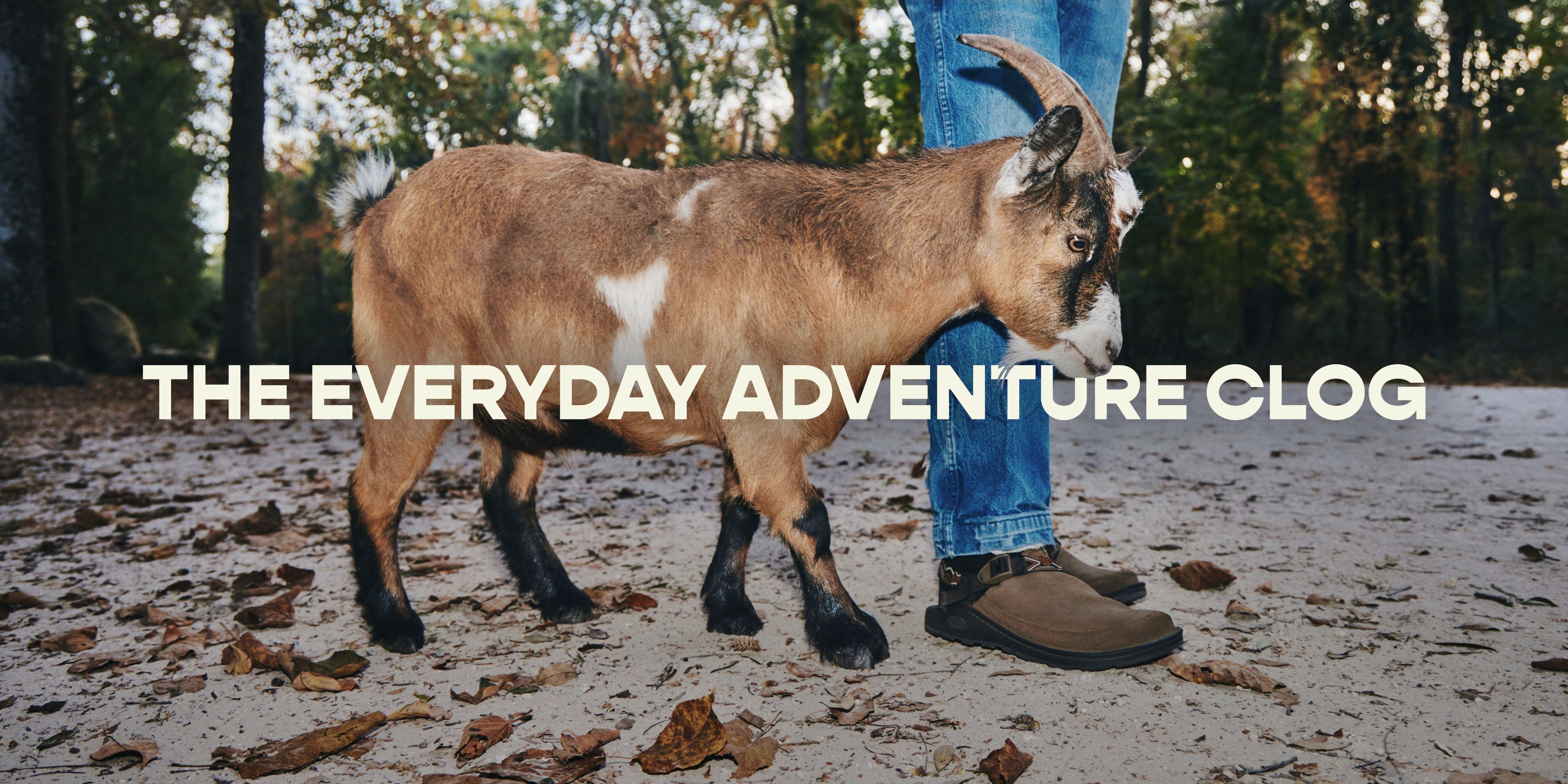 The Everyday Adventure Clog. A goat walks beside someone wearing the Chaco Canyon Leather Clog on a leaf-covered trail.