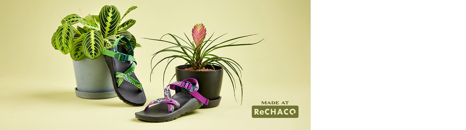 Two potted plants, with a Chaco sandal leaning against each, inspired by the plants. Made at re-chaco logo.