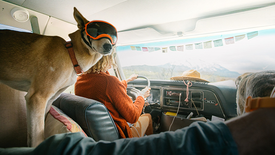 Dog wearing ski goggles in a van