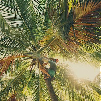 Climbing Palm Tree with Chacos