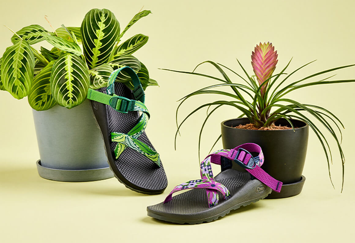 Chaco X Bloomscape Chacos