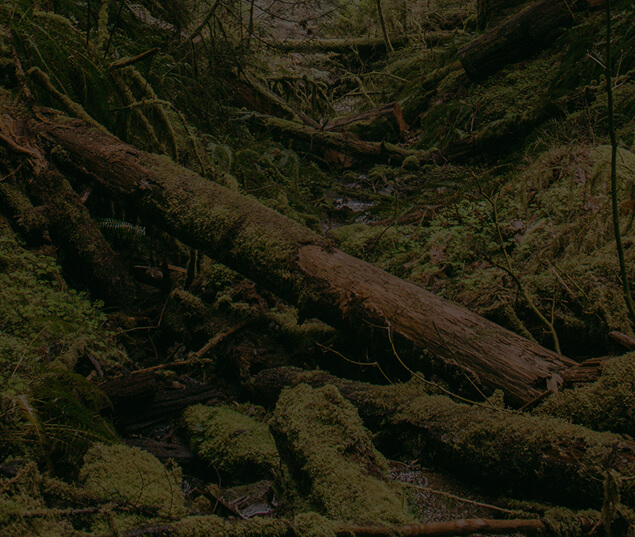 Background of fallen trees in the forest