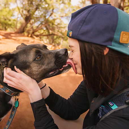 A dog wearing a chaco collar and leash licking a person in the face
