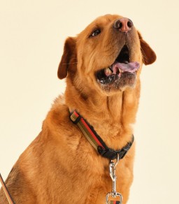 Chaco Dog Gear